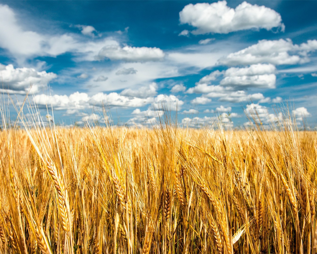 Облака над полем пшеницы
