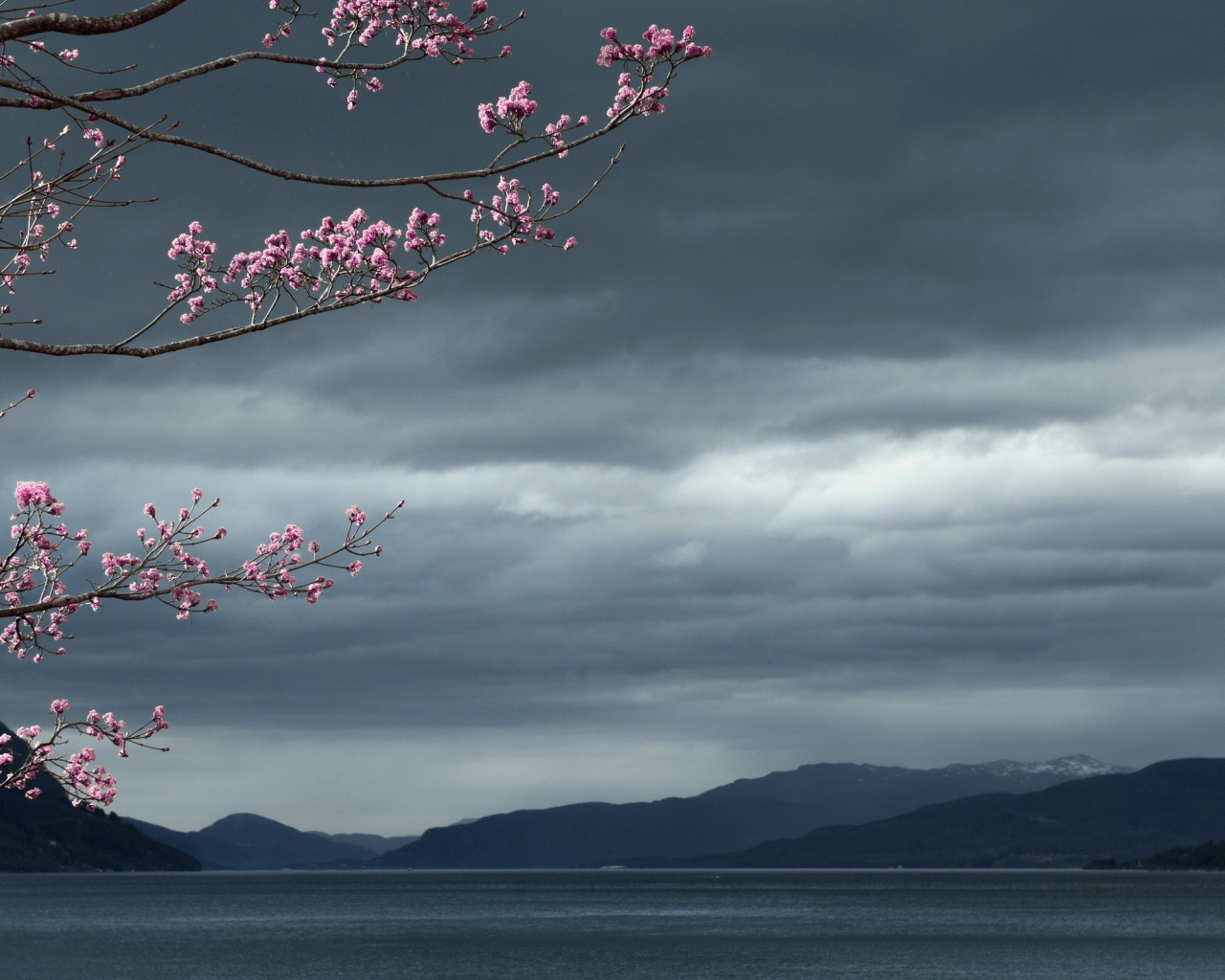 Цветущее дерево на фоне темных облаков