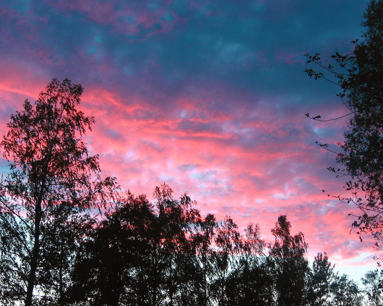 Розовые облака над деревьями