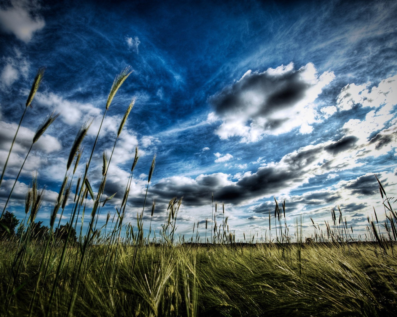 Колоски пшеницы под облаком