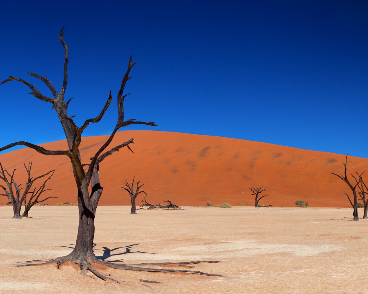 Мертвые деревья в пустыне