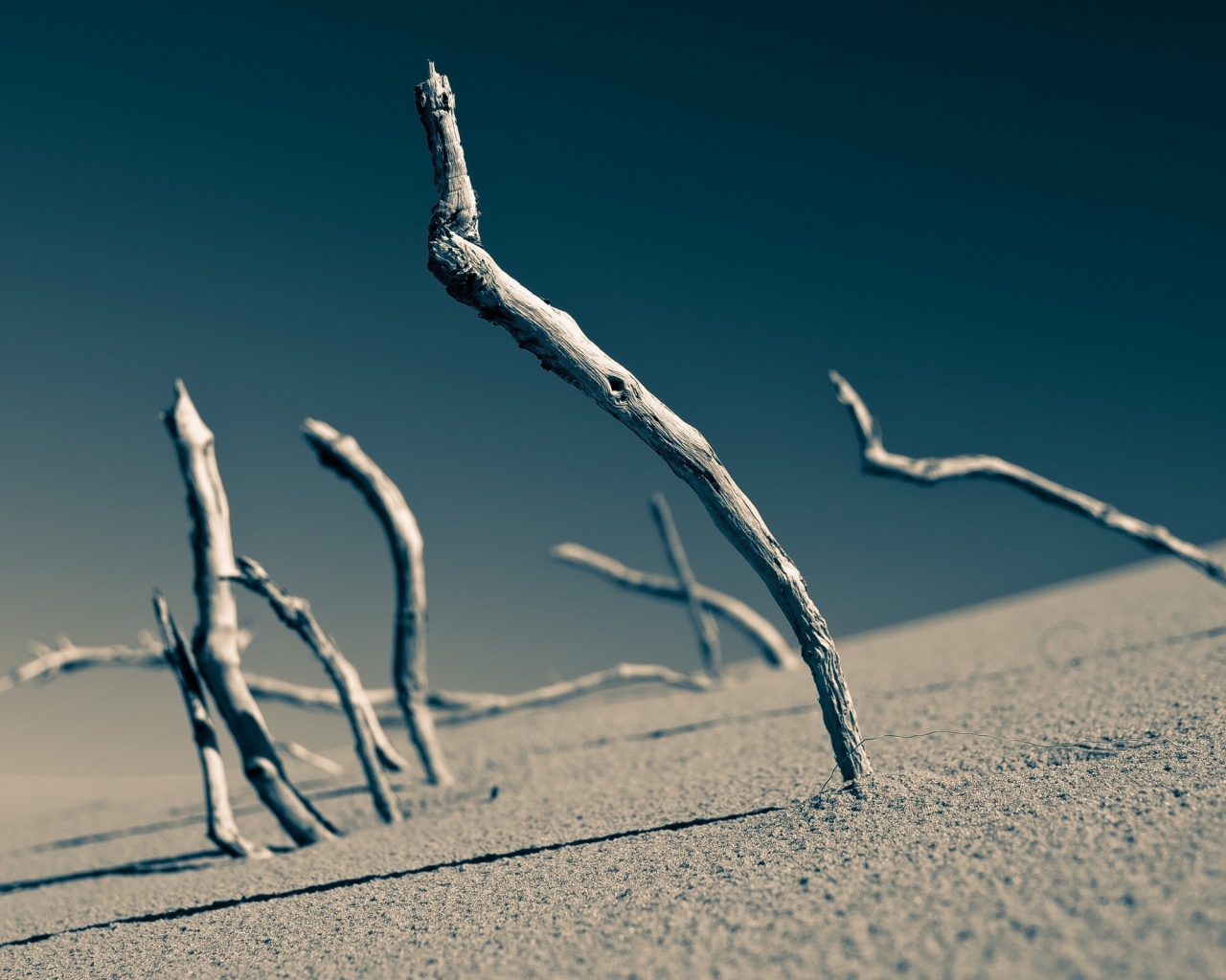 Сухие ветки торчат в песке