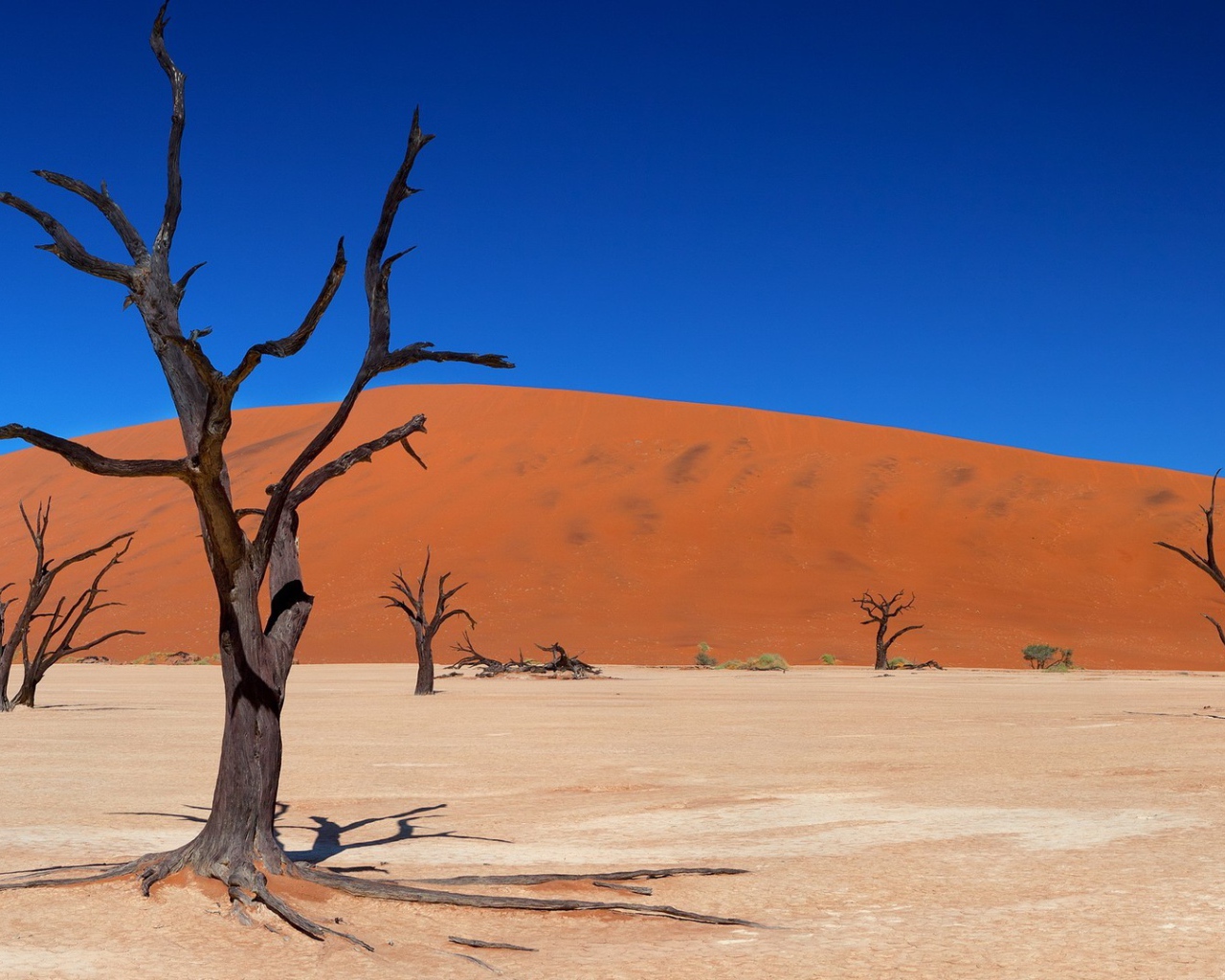 Сухие стволы деревьев на фоне песчаного бархана