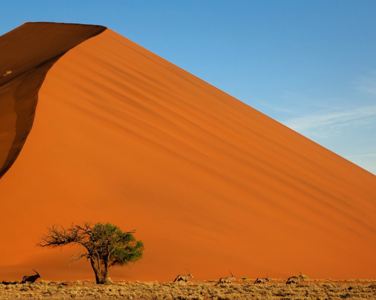 Зеленое дерево на фоне оранжевого бархана