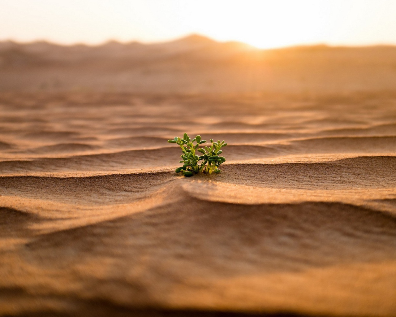 Одинокий зеленый росток среди пустыни