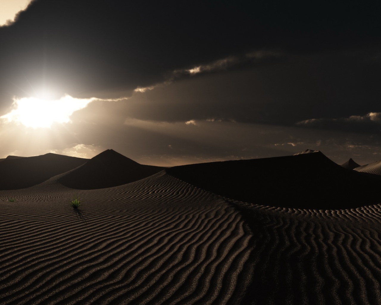 Одинокие растения в пустыне