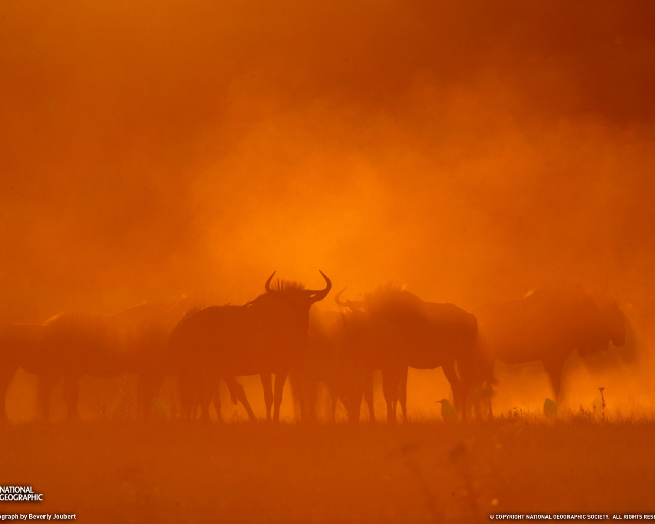 Песчаная буря в пустыне