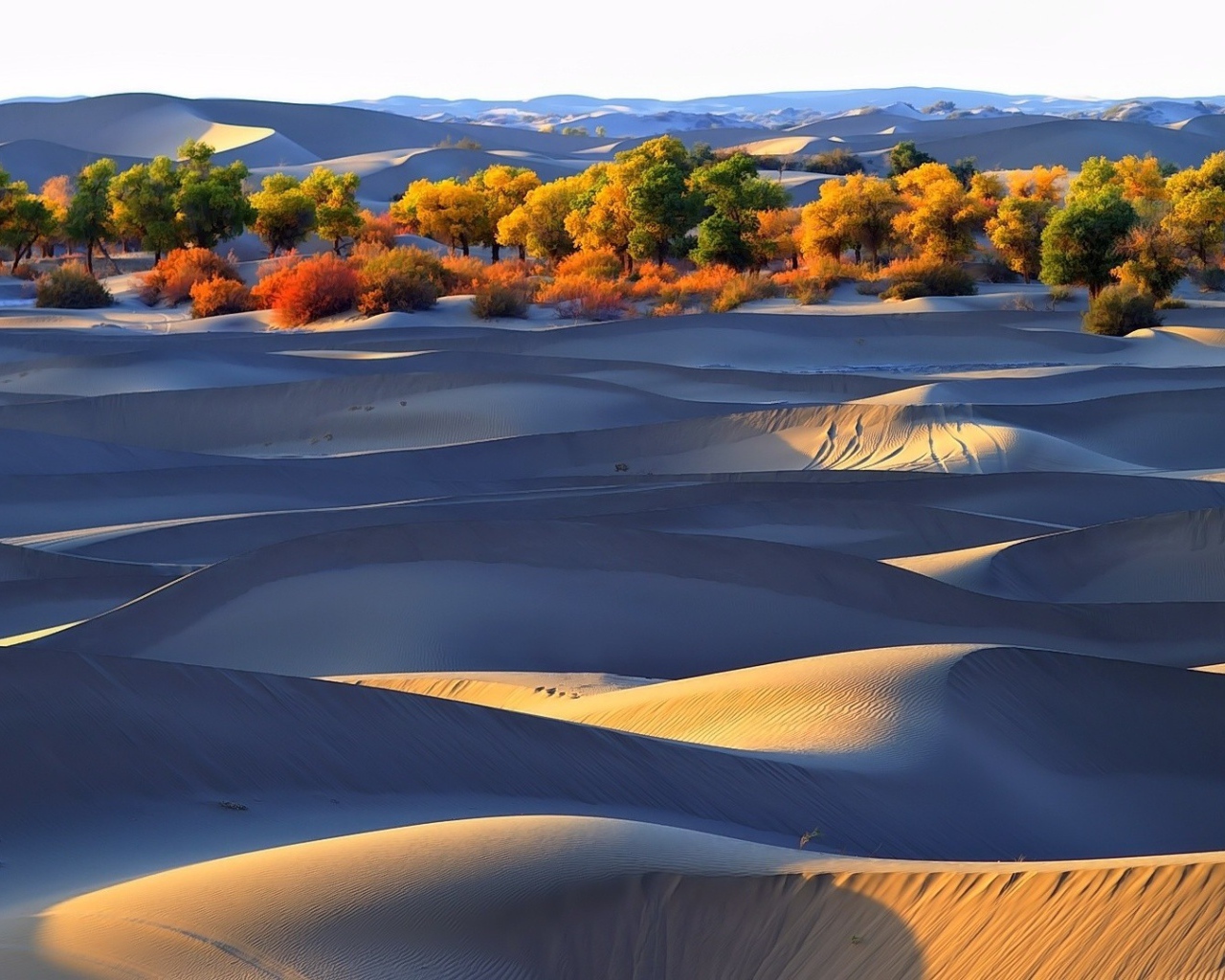 Деревья оазиса среди песков