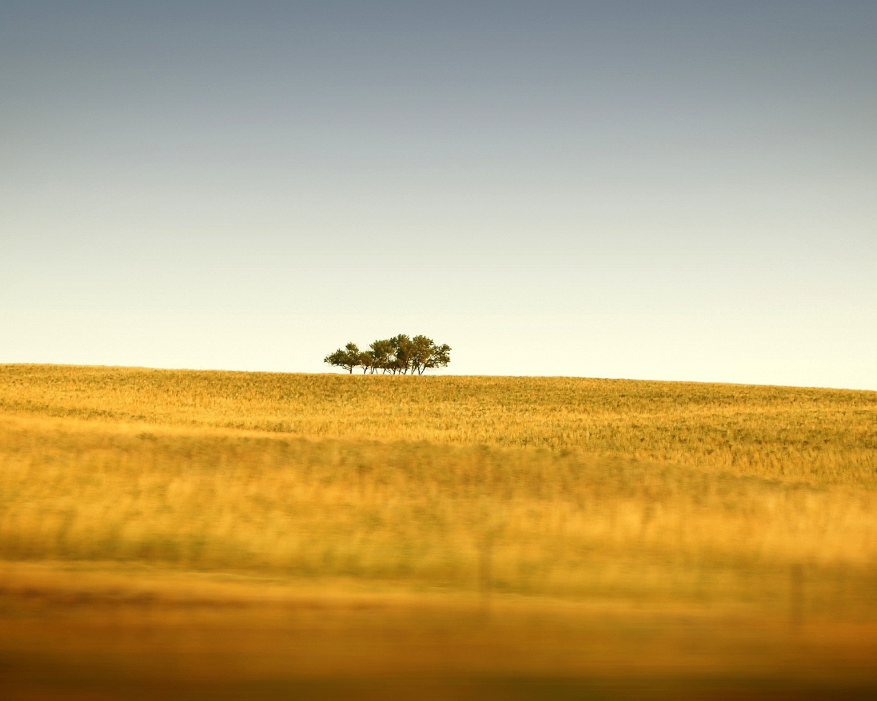Несколько зеленых деревьев на краю желтого поля