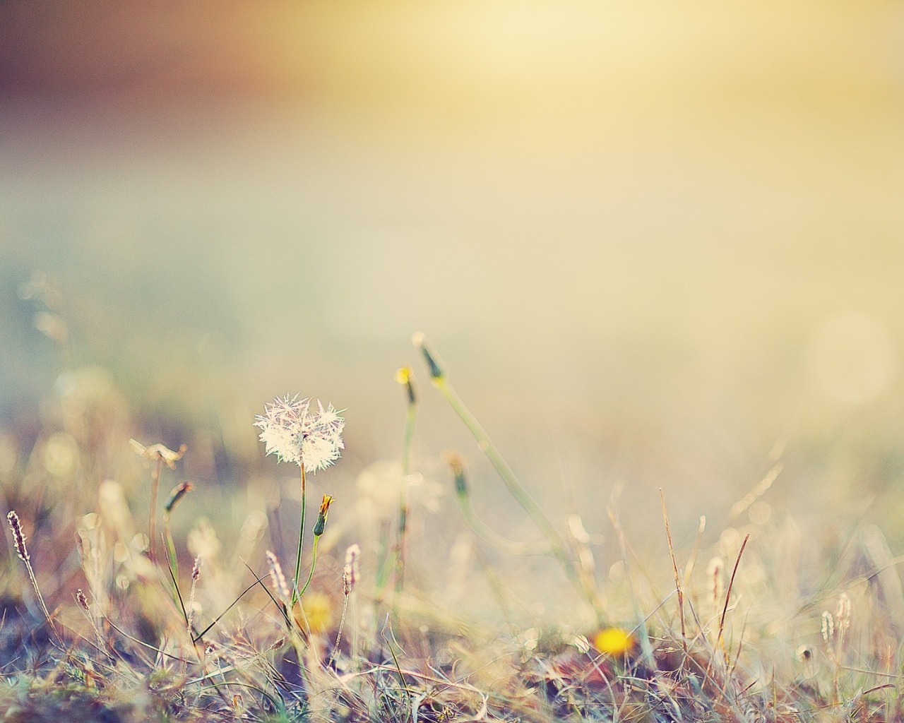 Одинокий одуванчик в поле