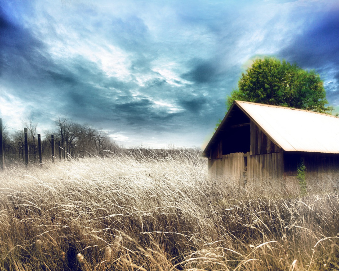 Сарай среди сухих зарослей