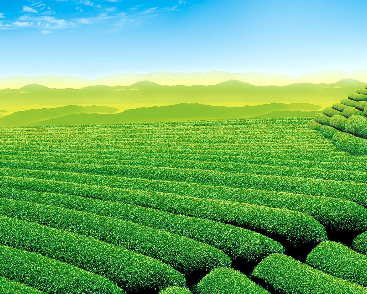 Красивое зеленое поле в холмистой местности