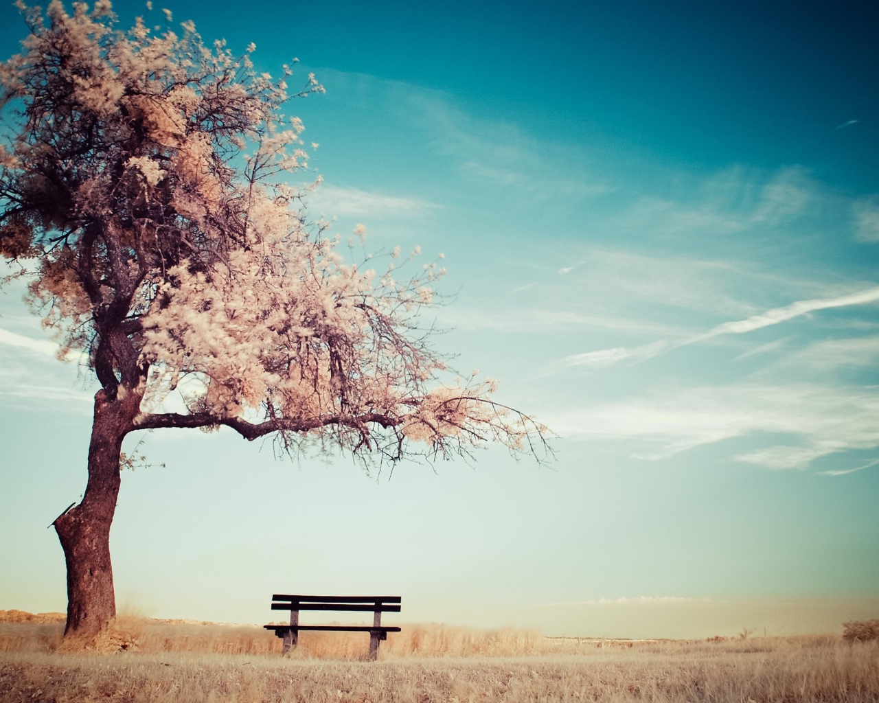 Скамья среди поля под цветущим деревом
