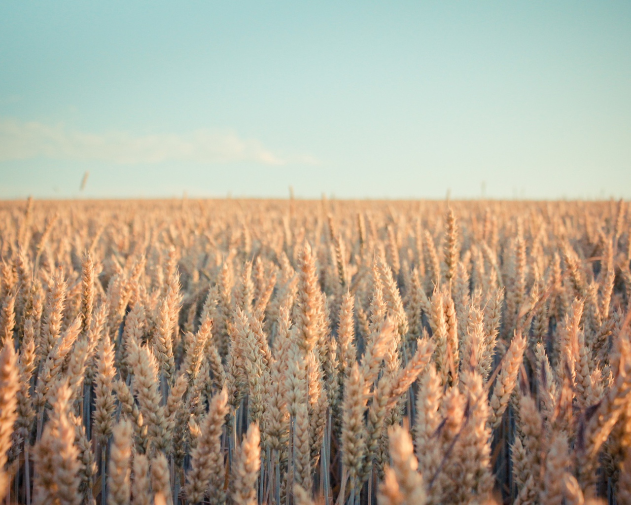 Бескрайнее поле созревшей пшеницы