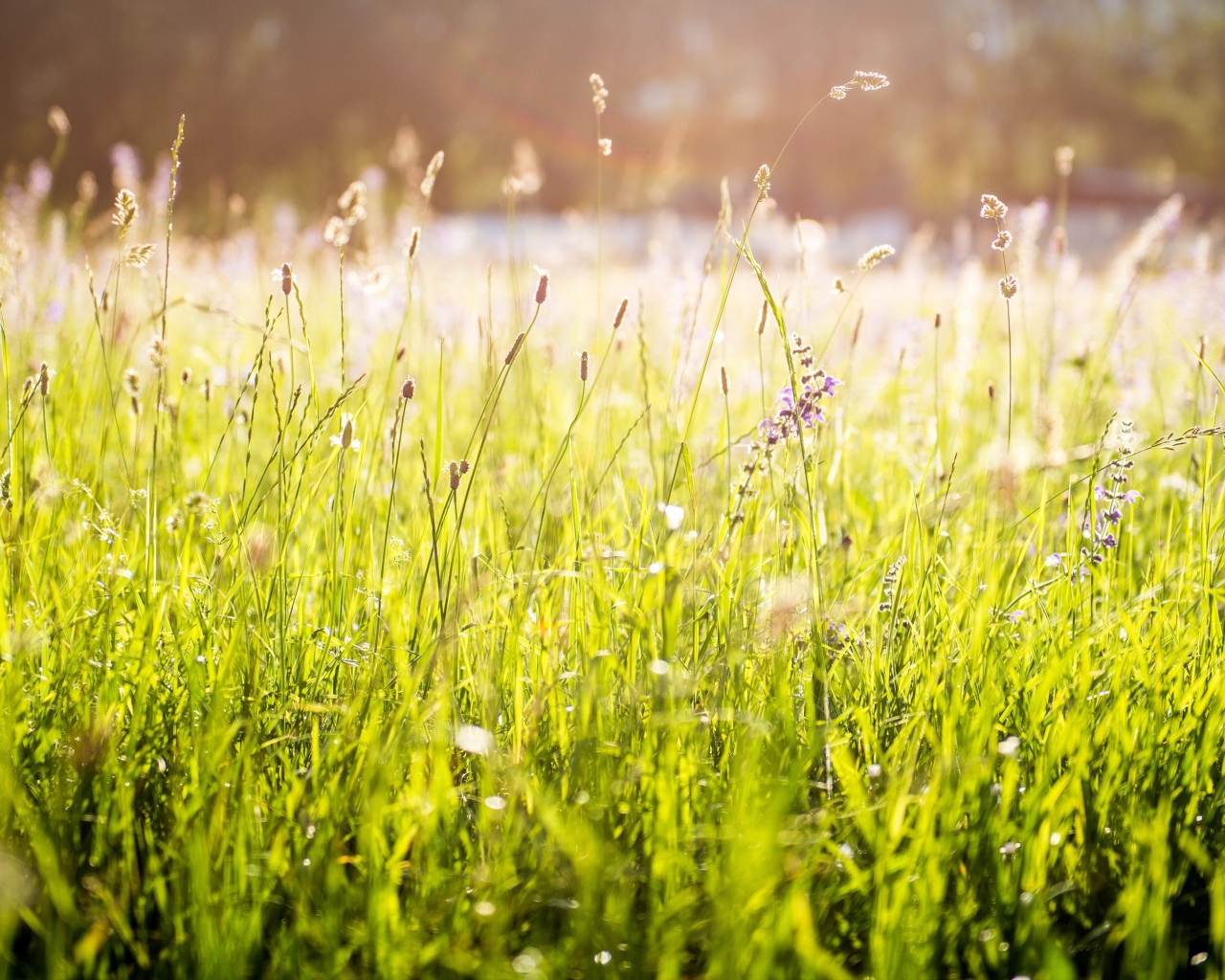 Ярко зеленая трава под солнцем