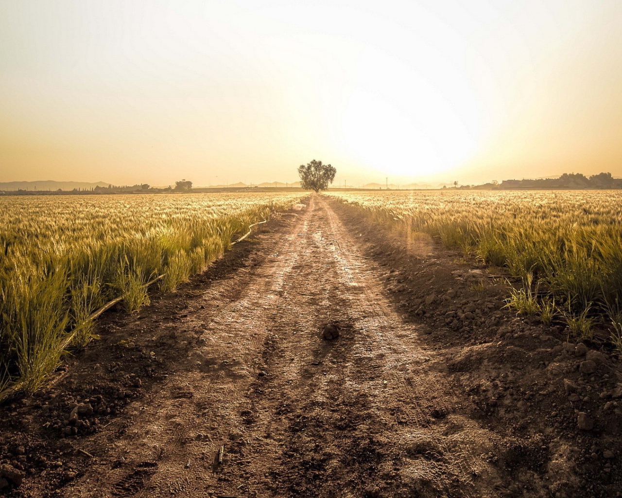 Грунтовая дорога среди фермерского поля