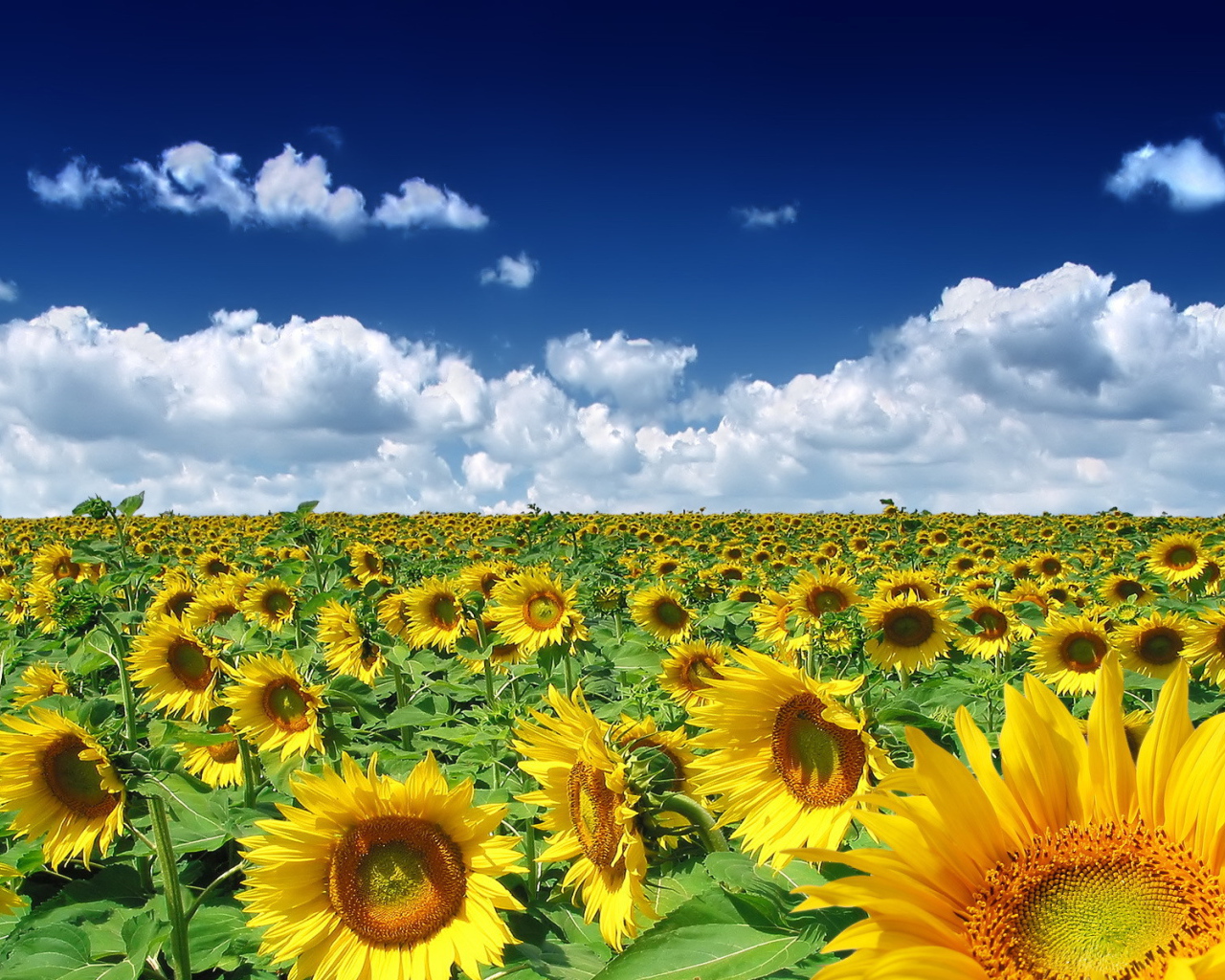 Поле подсолнухов под ясным небом