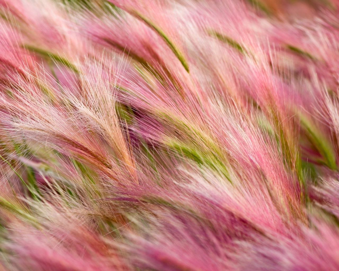 Поле с розовыми колосками