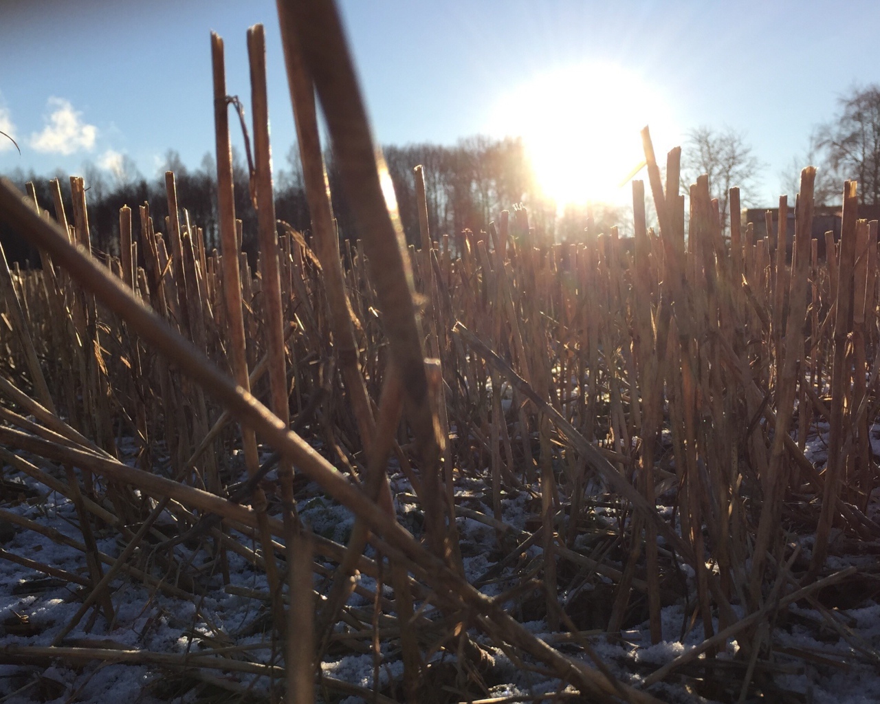 Первый снег на убранном поле