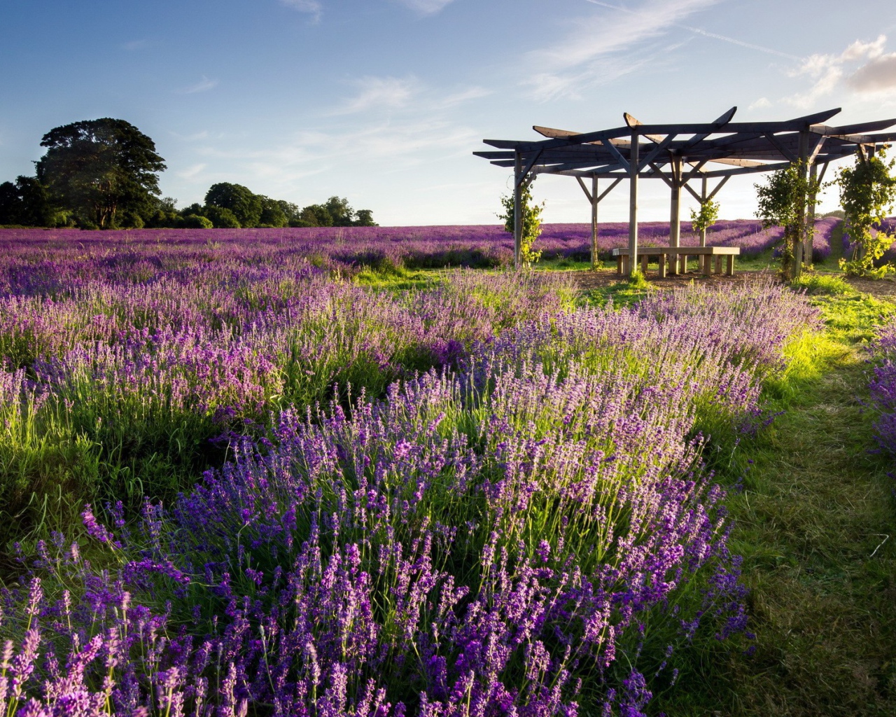 Беседка на поле лаванды