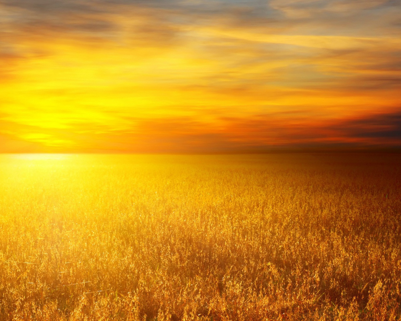 Золотое поле злаков
