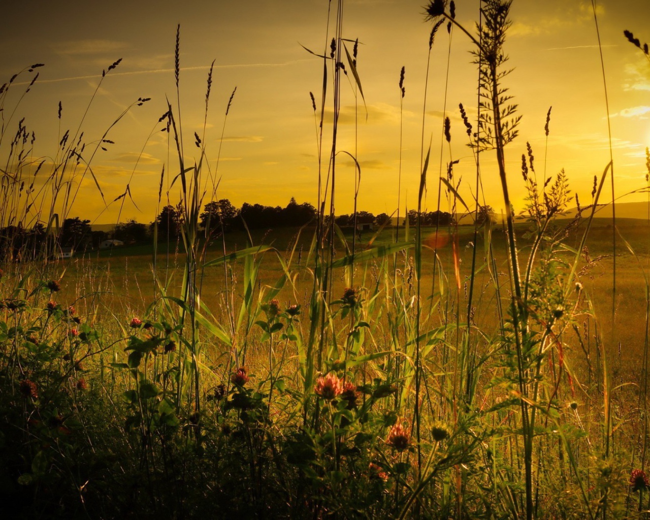 Полевая трава на фоне заката