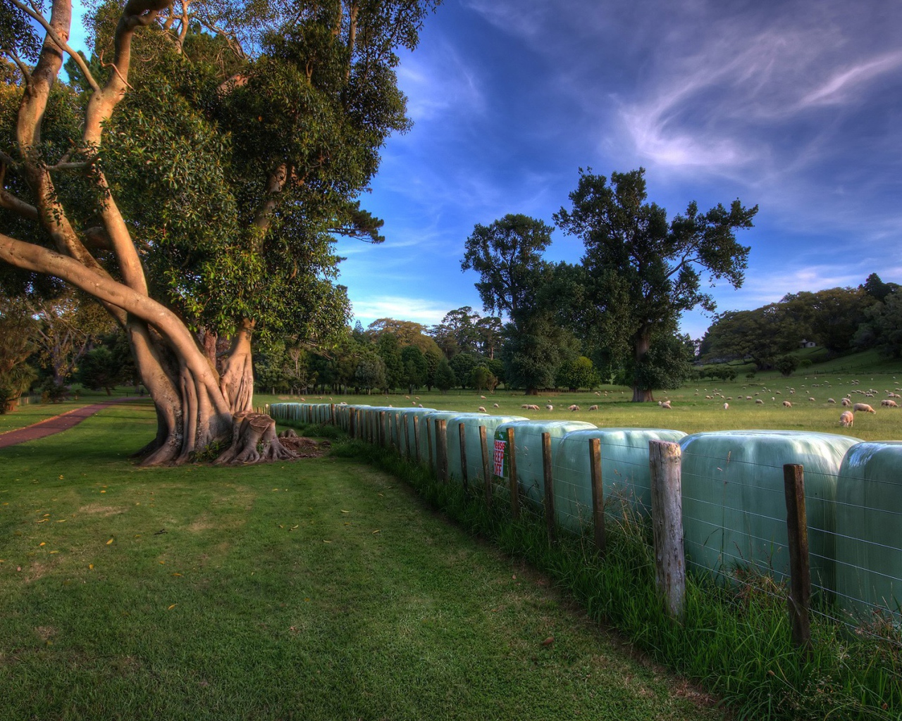 Пастбище овец в Новой Зеландии