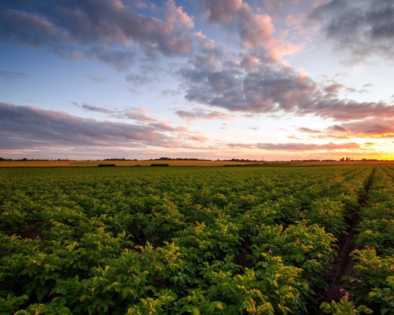 Зеленое сельское поле