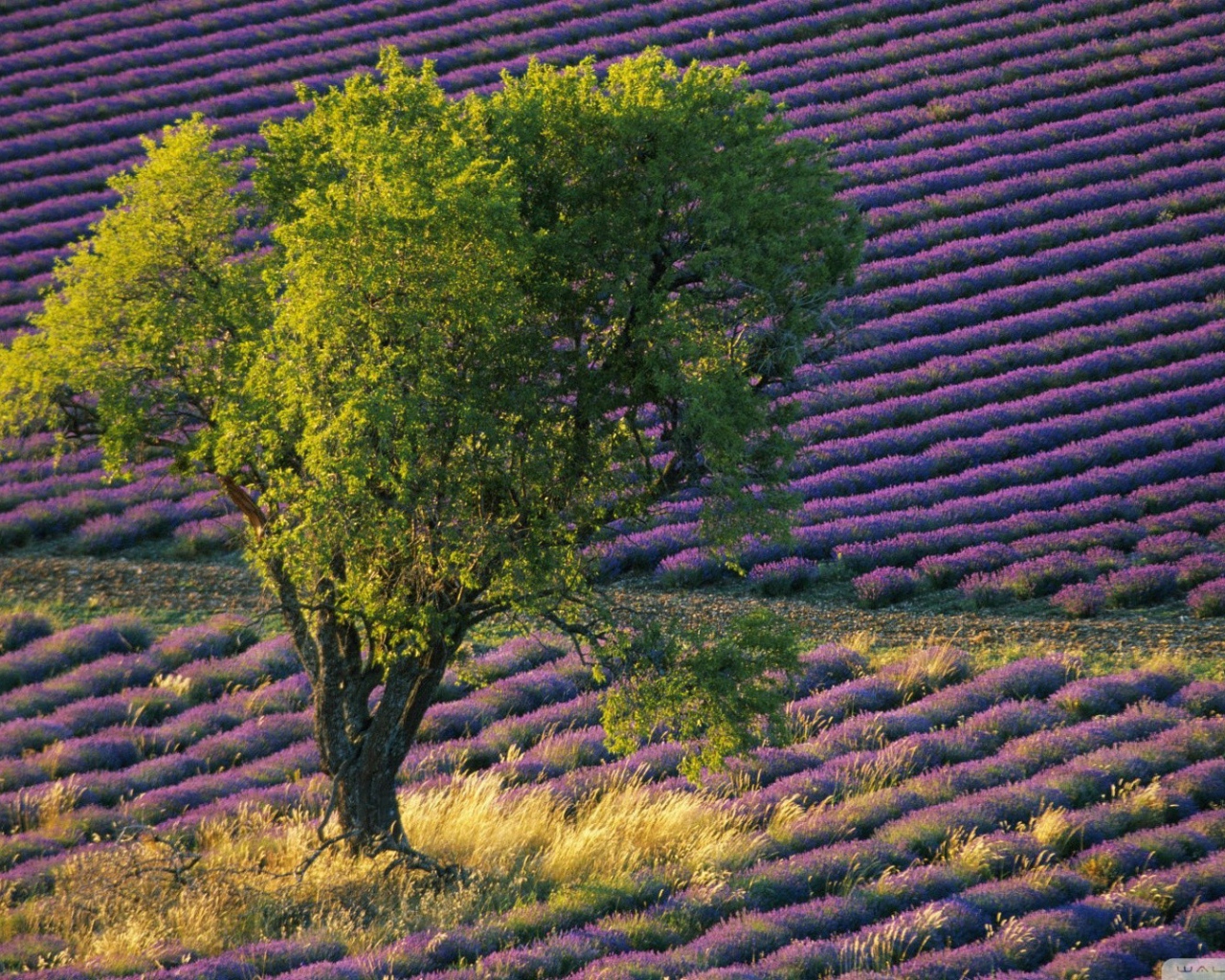 Зеленое дерево среди поля с лавандой