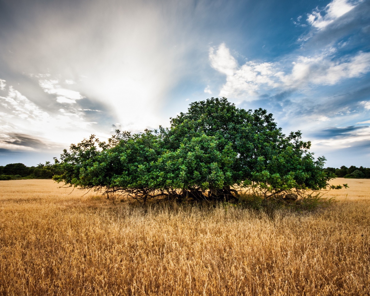 Зеленое дерево среди поля, фото HDR