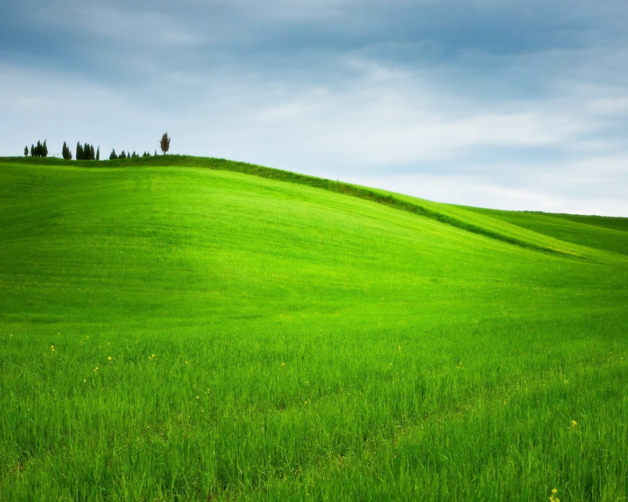 Ухоженное зеленое поле