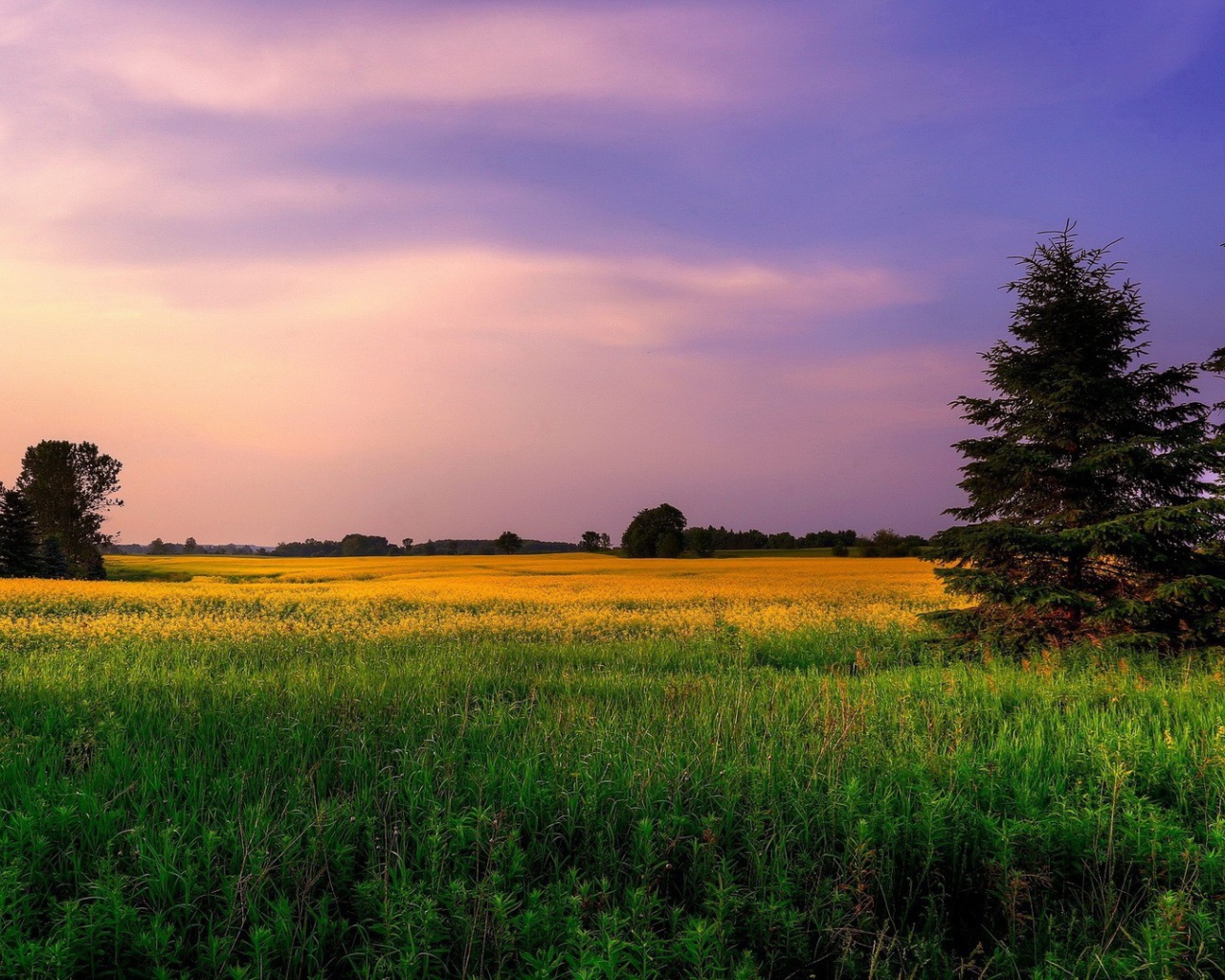 Сиреневое небо над желтым полем