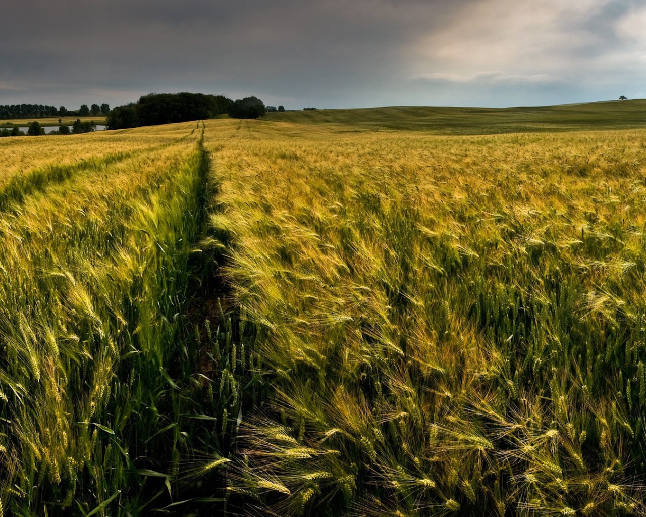 Ровные ряды колосков зеленой пшеницы