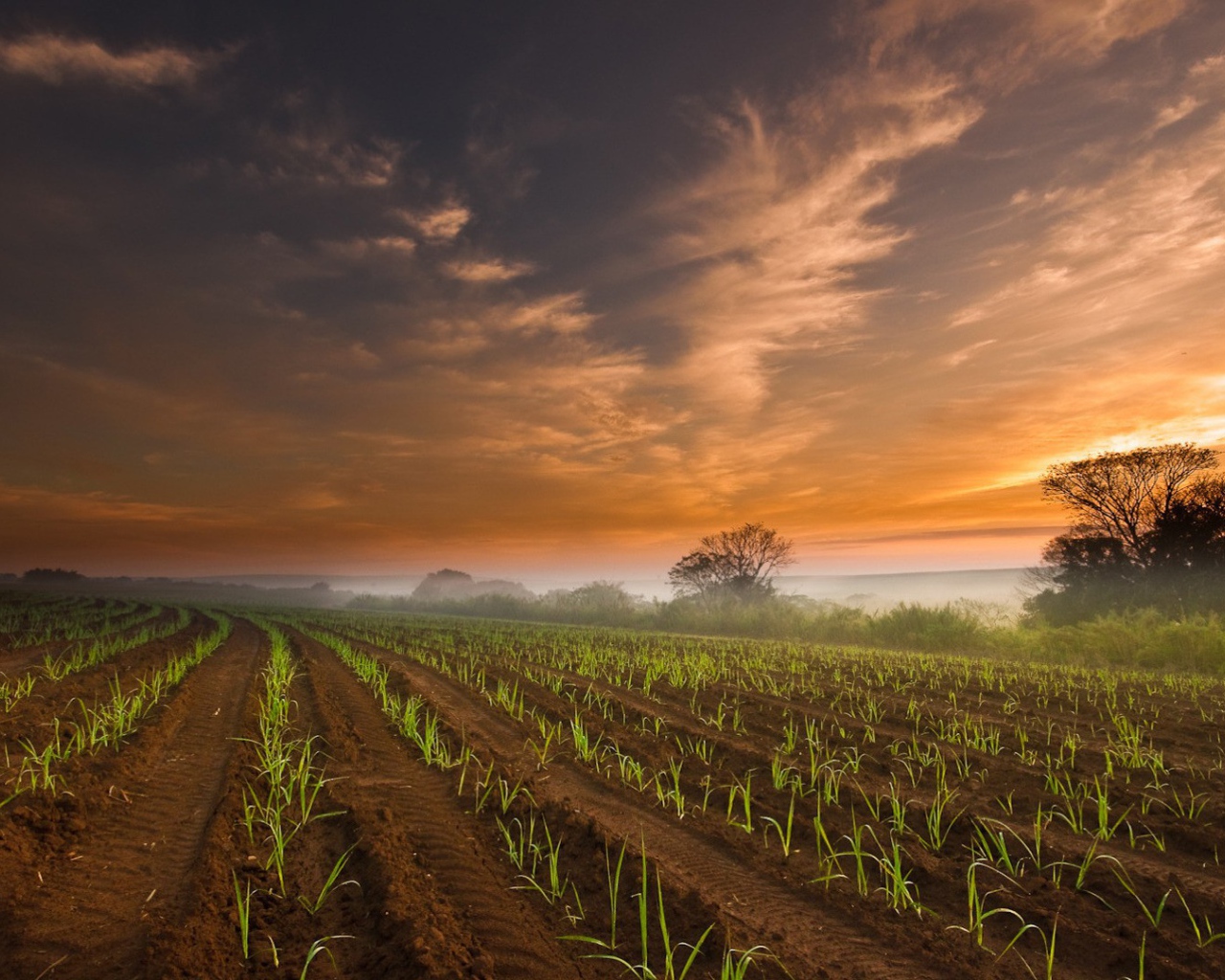 Ровные ряды молодых ростков кукурузы