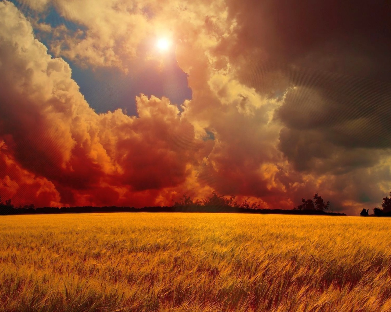 Оранжевое небо над полем пшеницы