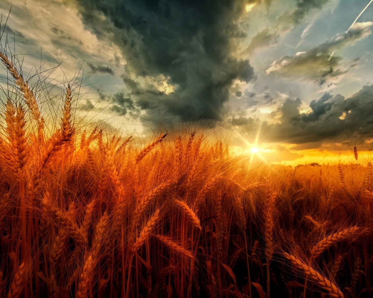 Поле оранжевой пшеницы