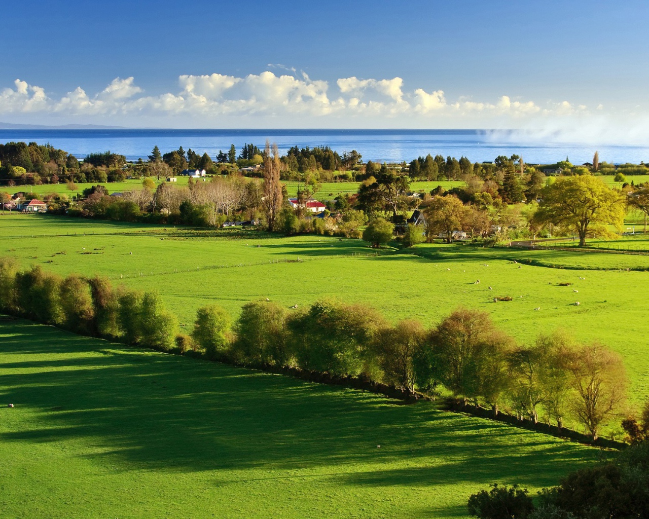 Защитная полоса из деревьев на поле