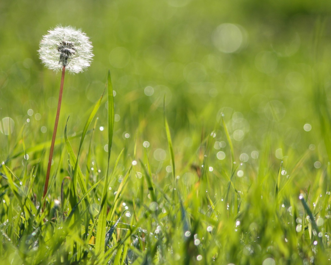 Созревший одуванчик среди зеленой травы