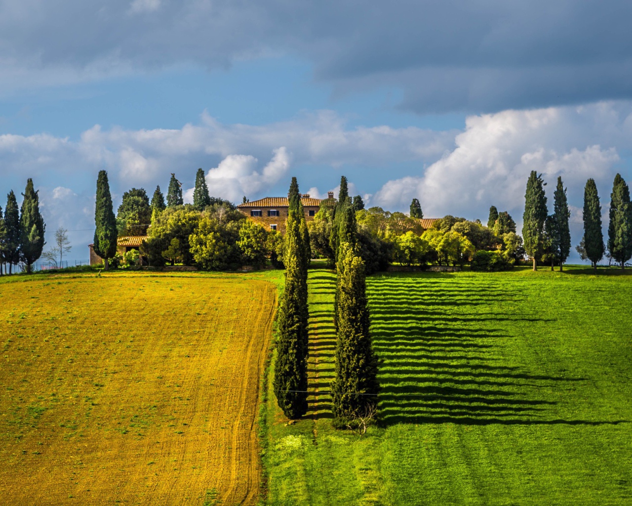Ряды тополей между полями