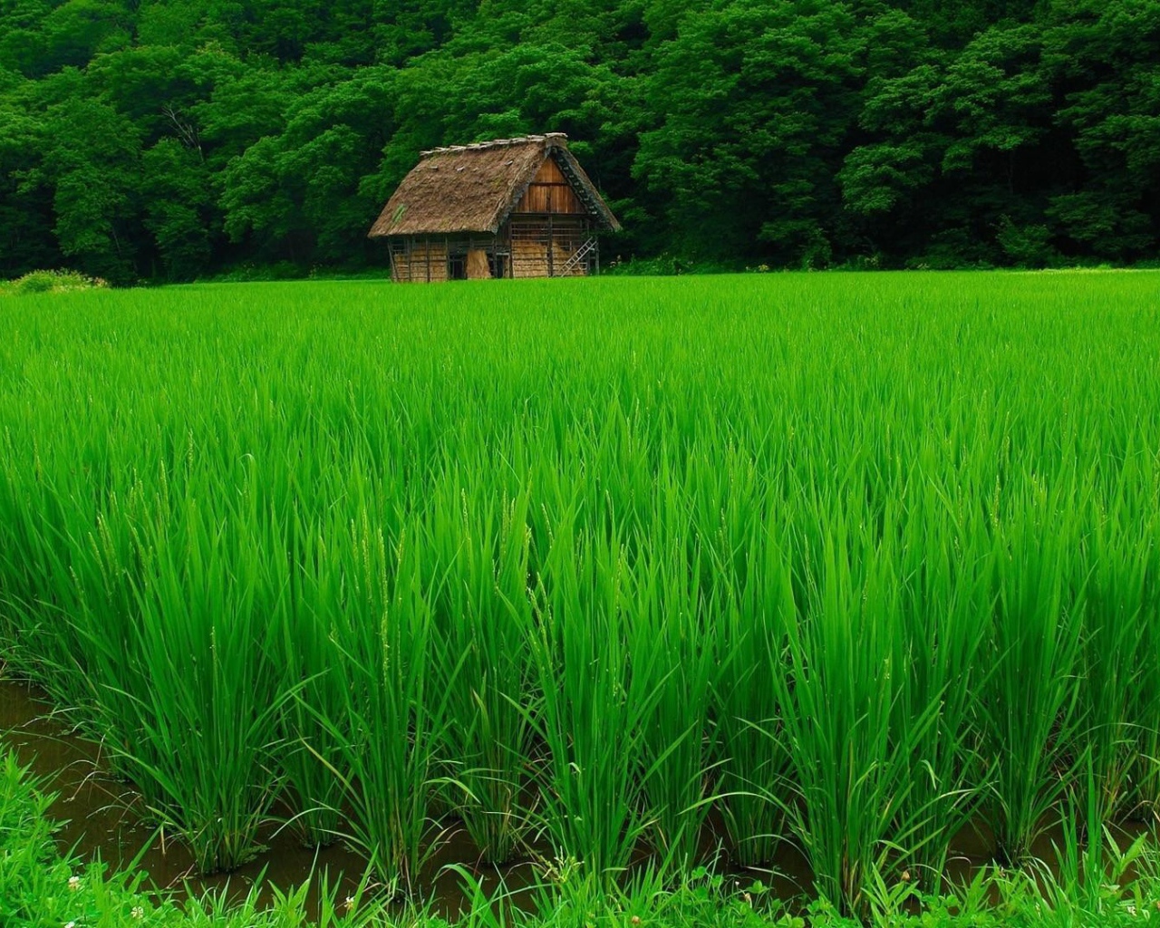 Сарай позади рисового поля