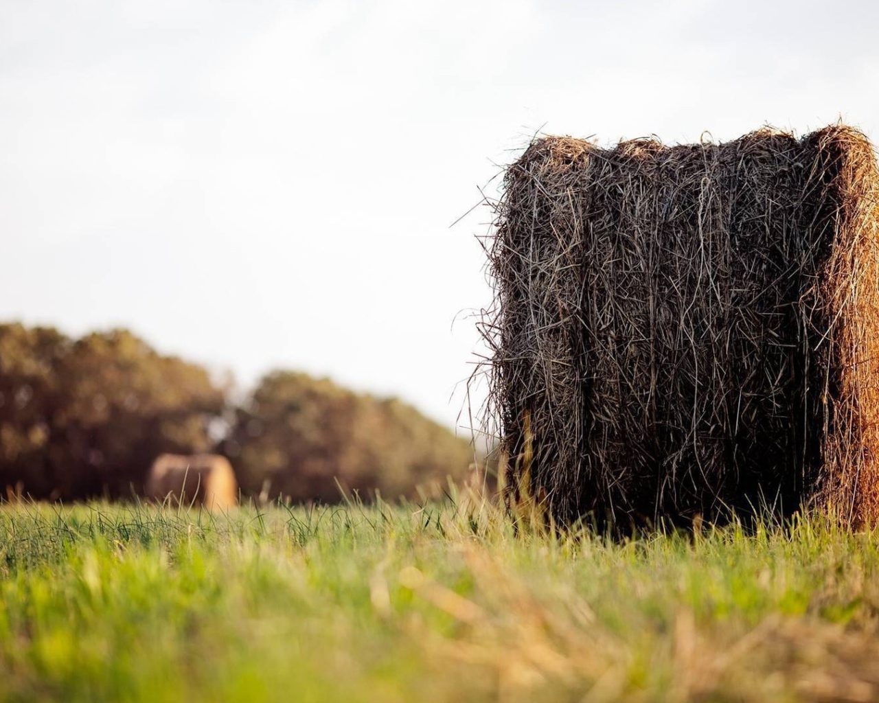Моток сухого сена в поле