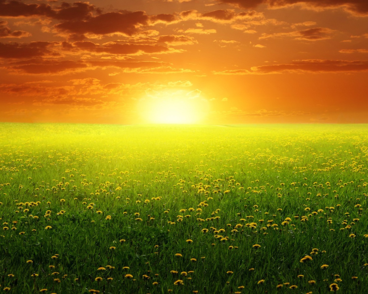 Восход солнца над полем одуванчиков