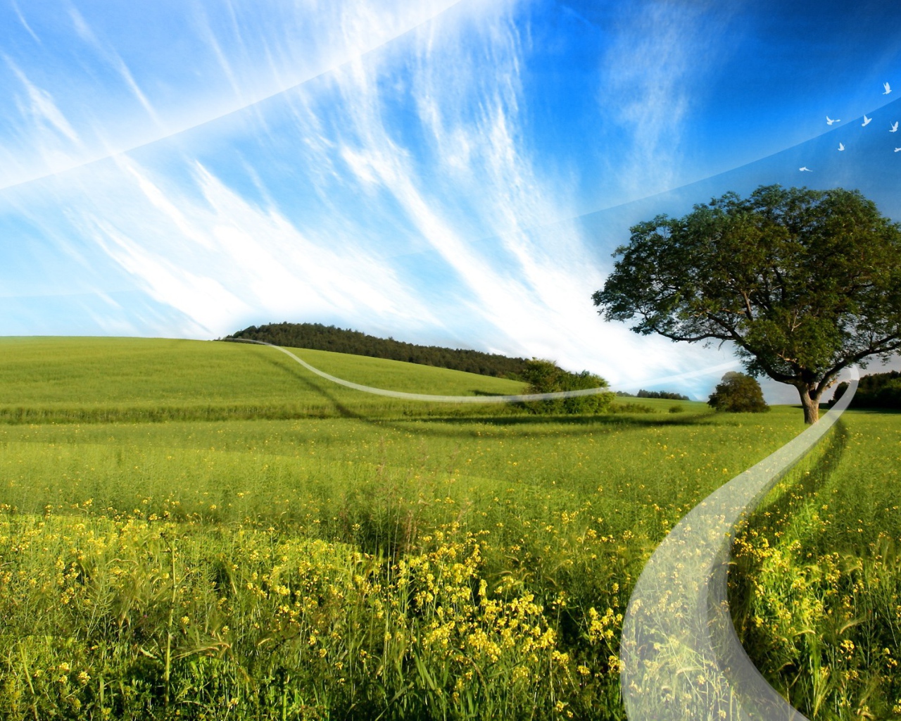 Белая линия на поле