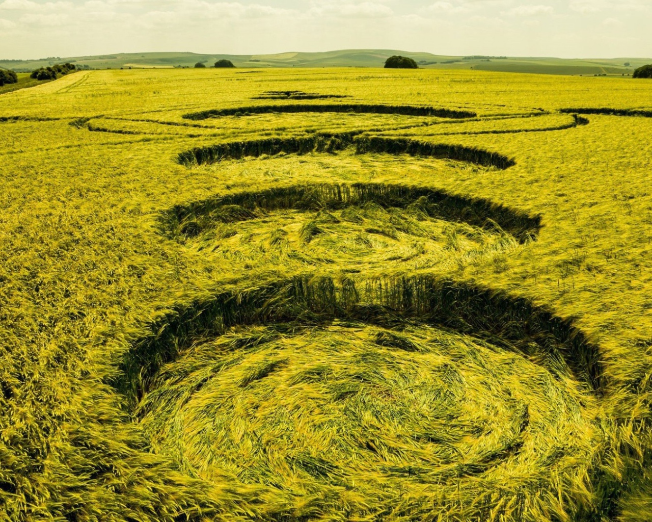 Следы посадки НЛО на пшеничном поле