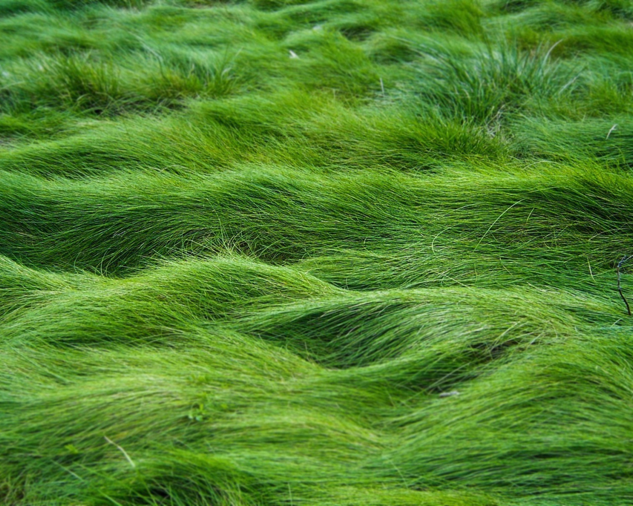 Волны травы под ветром в поле