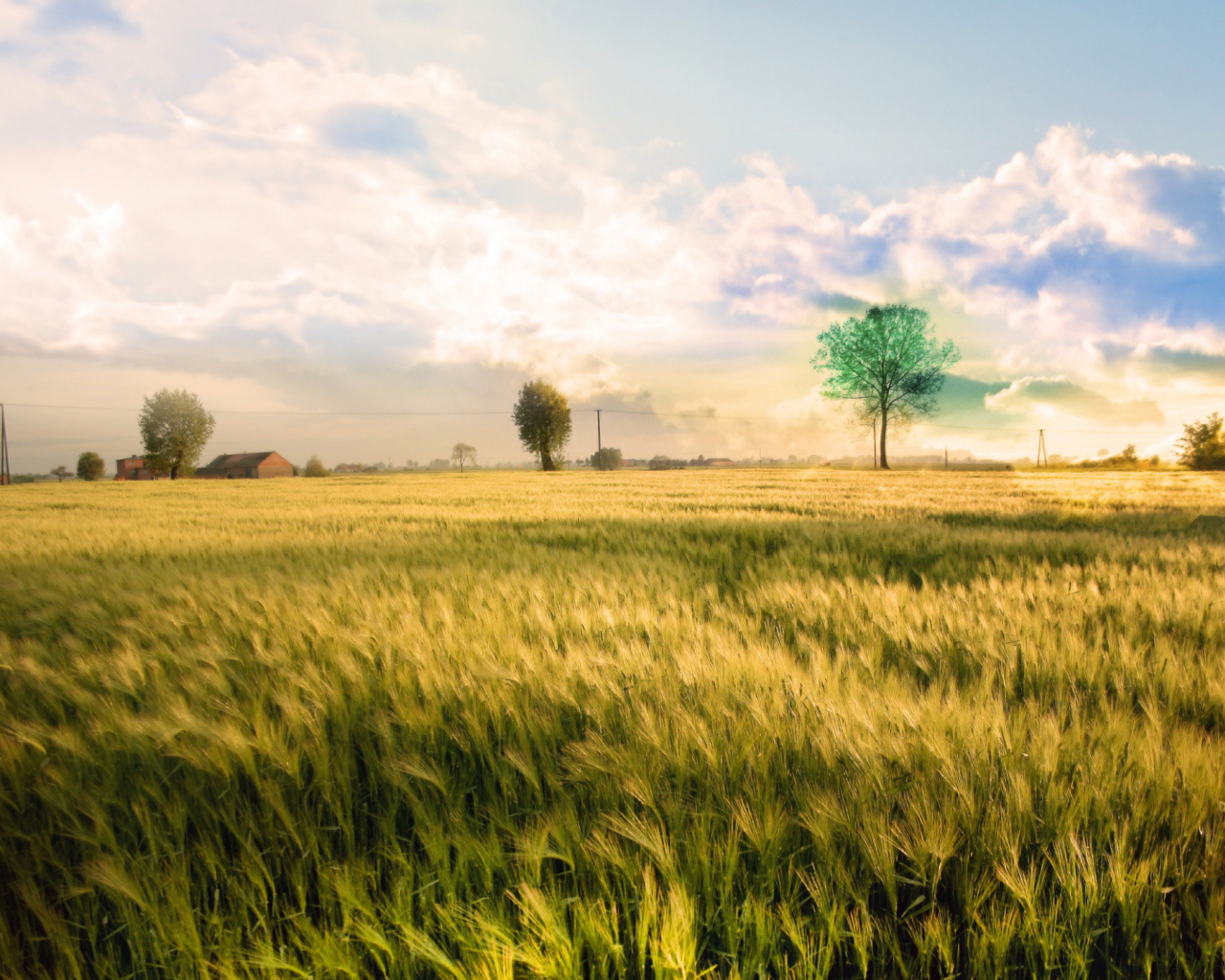 Белые облака над полем