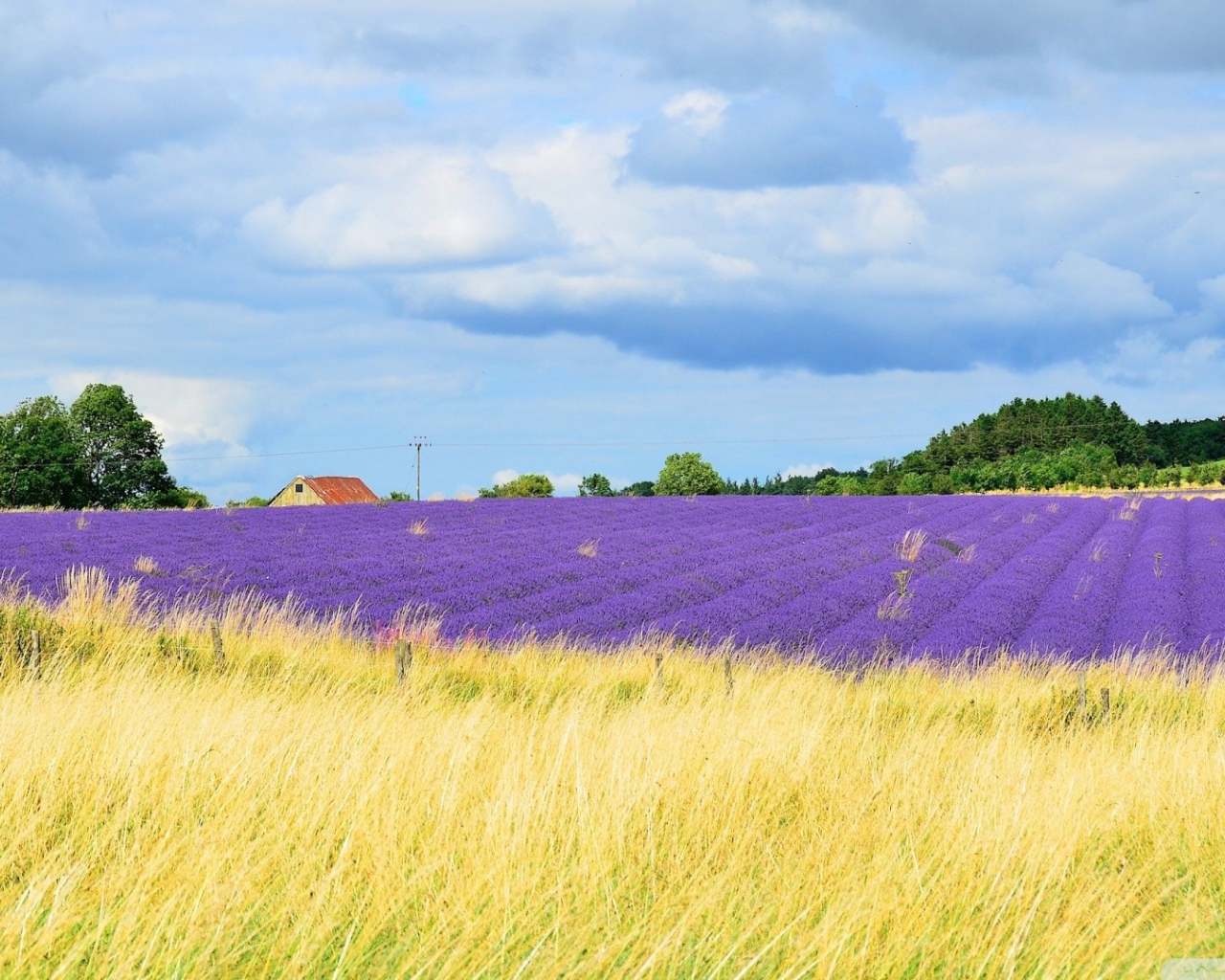 Желтое поле переходит в цветы лаванды