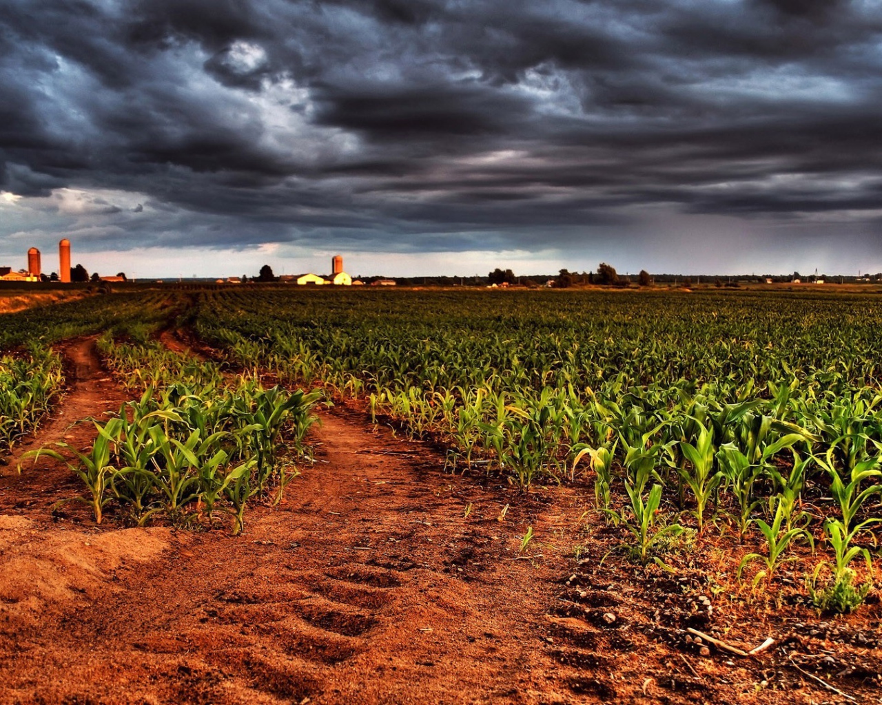 Молодая кукуруза на фермерском поле