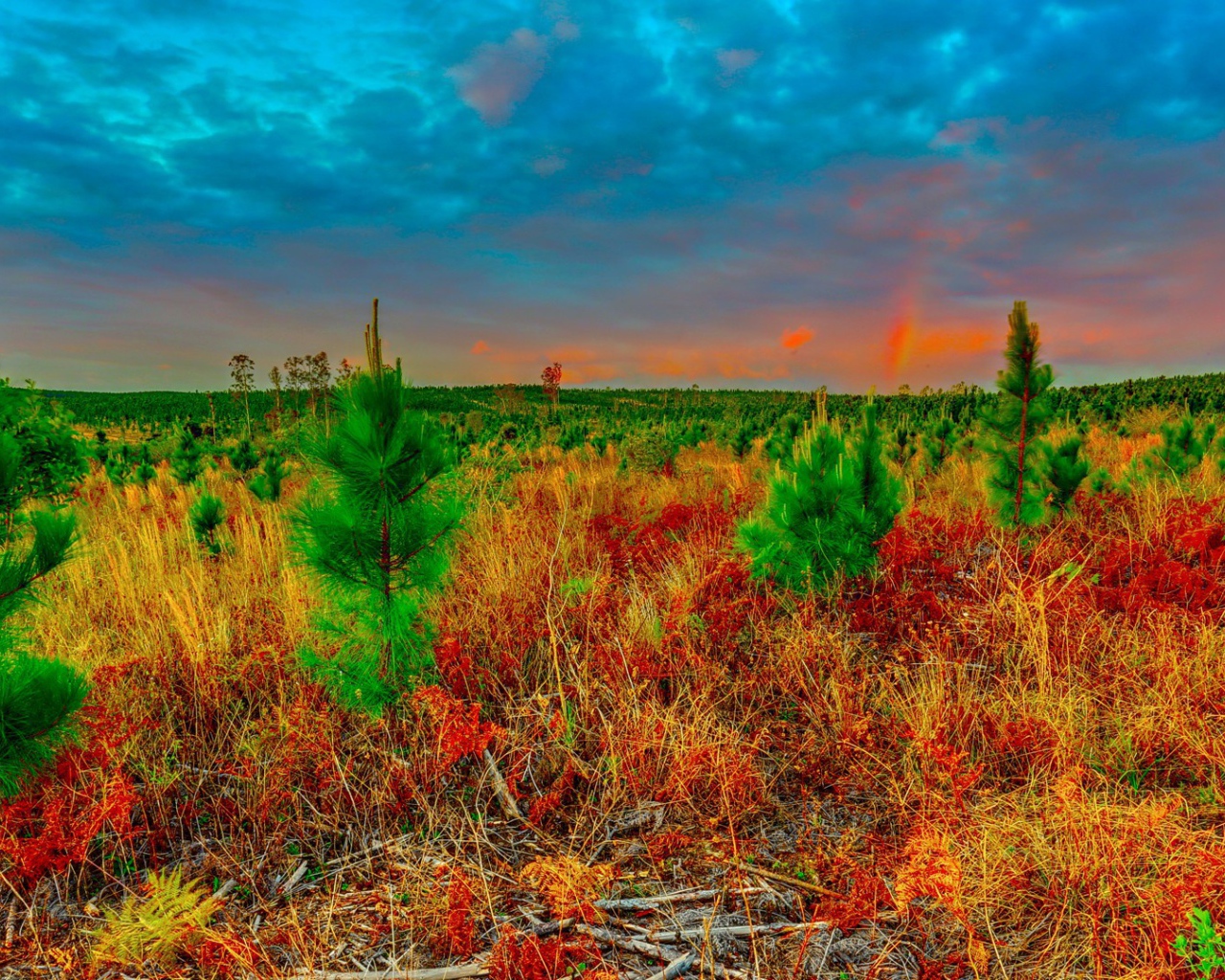 Молодые ели в поле