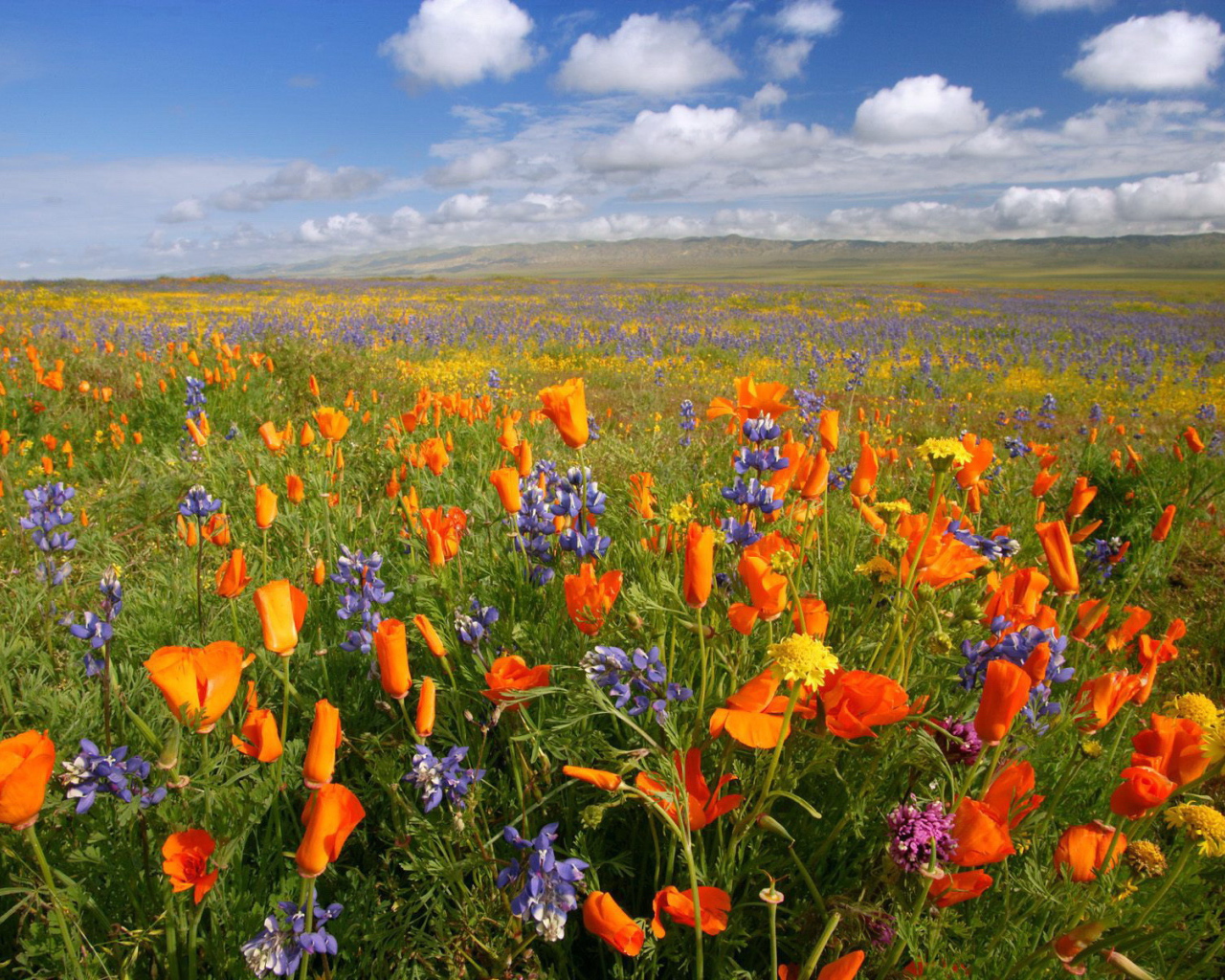 Поле красных и синих цветов